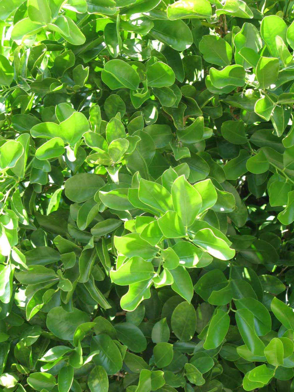              Sun leaves (Winter Haven, FL)       